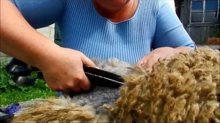 Стрижка овец: особенности, сроки, правила и выбор оборудования