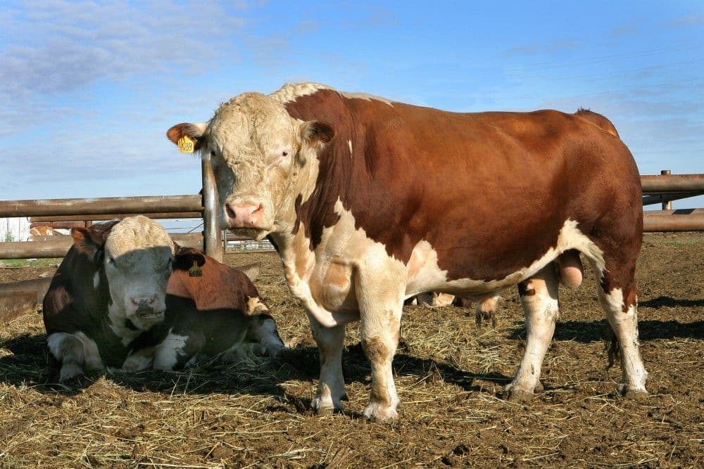 Герефордская порода коров: характеристика и описание