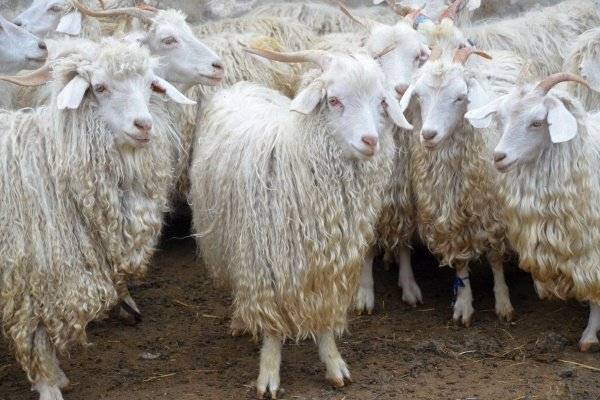 Ангорская коза — описание породы, продуктивность, разведение