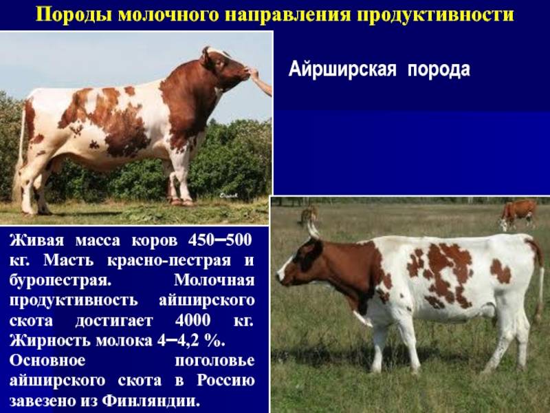 Коровы молочных пород: характеристики и фото