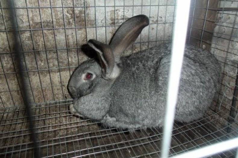 Кролики серый великан разведение и содержание в домашних условиях