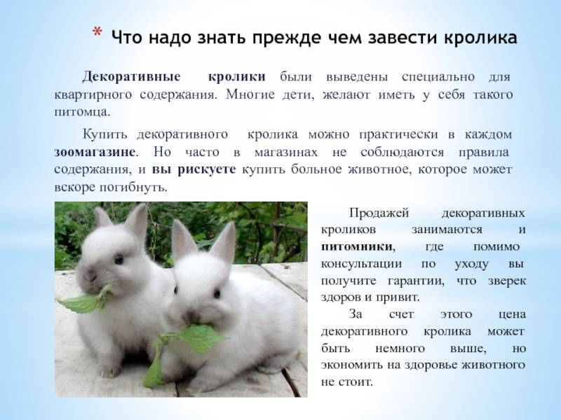 Чем кормить карликовых кроликов: какие овощи можно давать