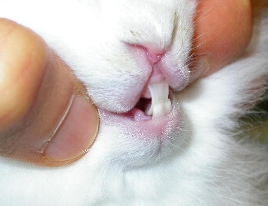 Сколько зубов у кролика: как расположены и важные особенности