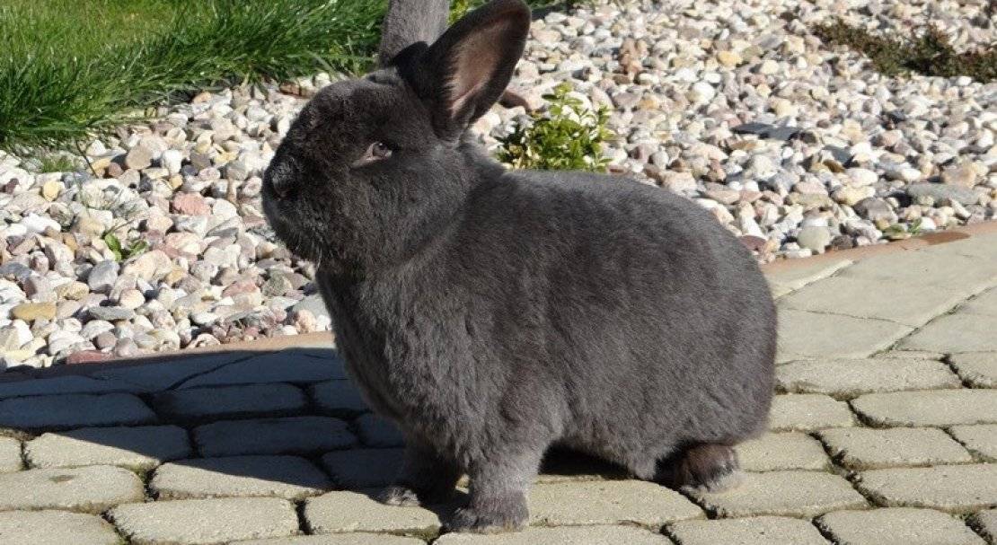 Венские голубые кролики — что это за порода и чем она примечательна