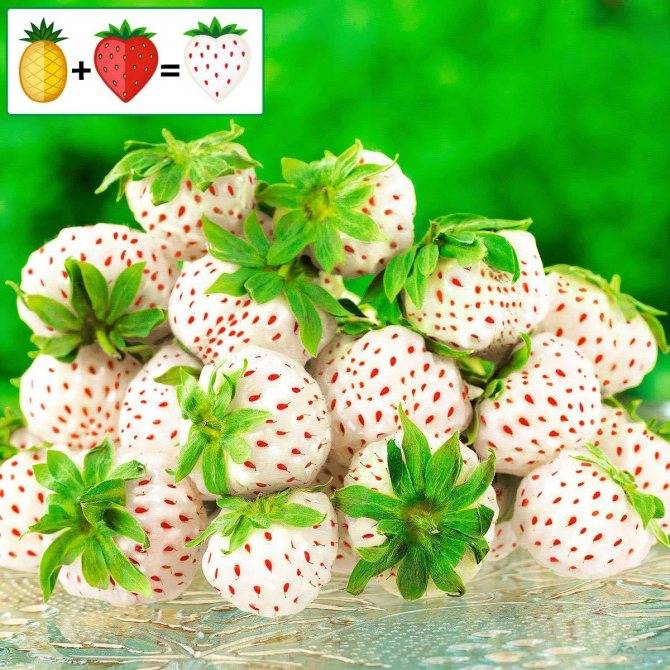 10 сортов ремонтантной клубники: вкуснейшие ягоды для выращивания в любом регионе