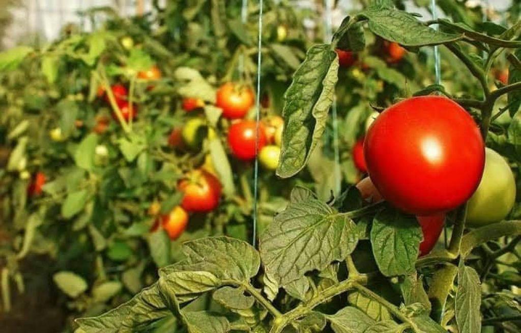 Повышаем урожайность томатов: проводим июньские обработки