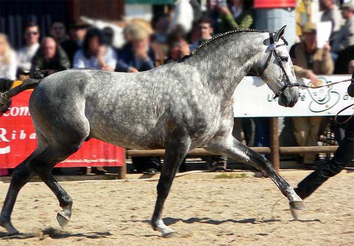 Андалузская порода лошадей: происхождение, описание экстерьера