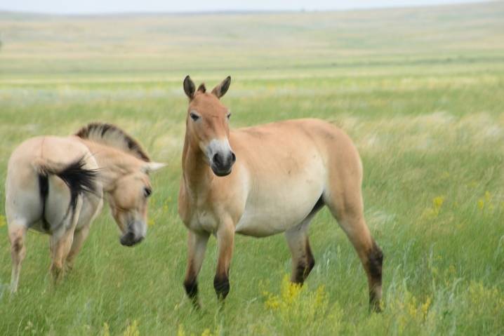 Дикие лошади: обзоры видов, ареал обитания, интересные факты