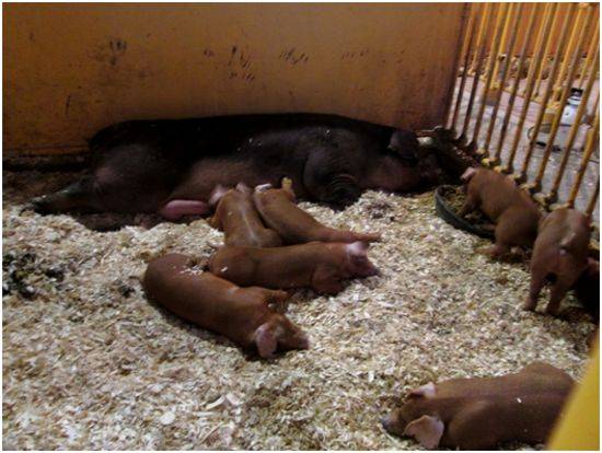 Мясная порода свиней дюрок: характеристика, кормление и условия содержания