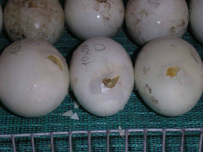 Когда индоутки начинают нести яйца — подготовка к периоду созревания