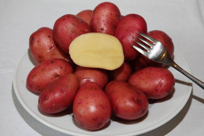 Картофель розара – описание сорта, фото и все характеристики + видео