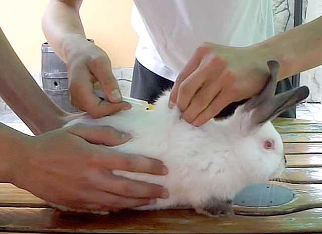 У кролика отказали задние лапы: что делать, причины, лечение