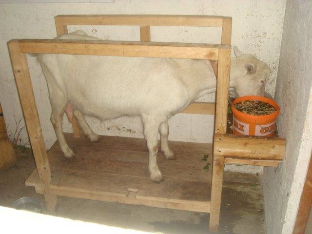 Доильный станок для козы своими руками