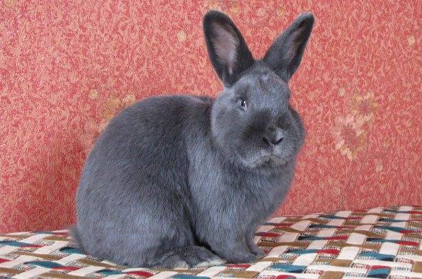 Венский голубой кролик – описание, содержание и уход, разведение и кормление