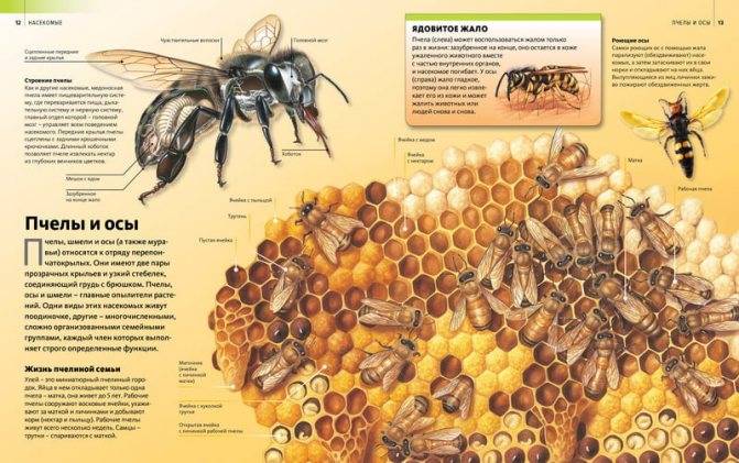 Среднерусская пчела: особенности разведения как бизнес