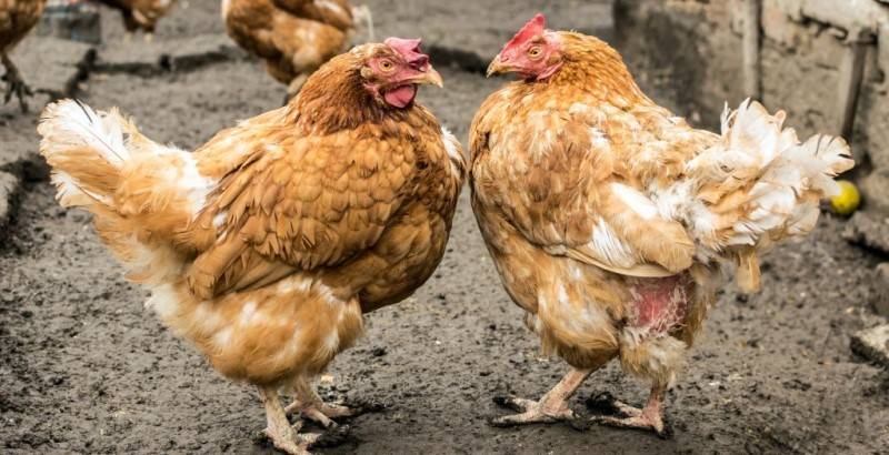 Расклев у цыплят: причины и способы борьбы с ним