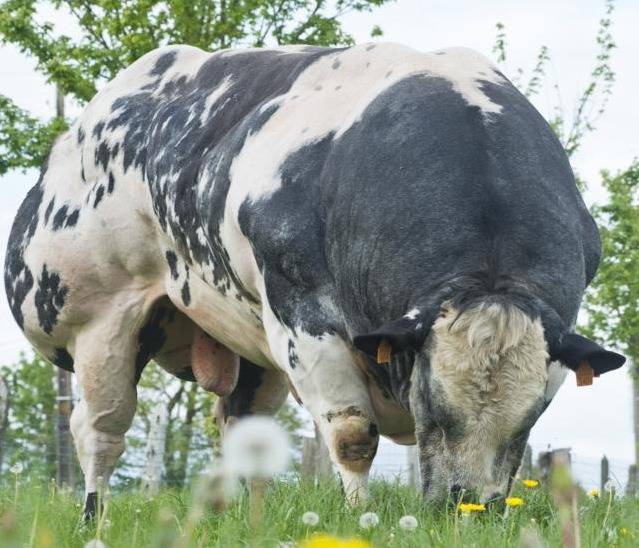 Бельгийская голубая корова: характеристики, особенности выращивания