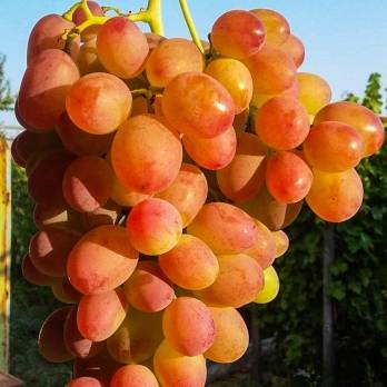 Описание сорта винограда ливия
