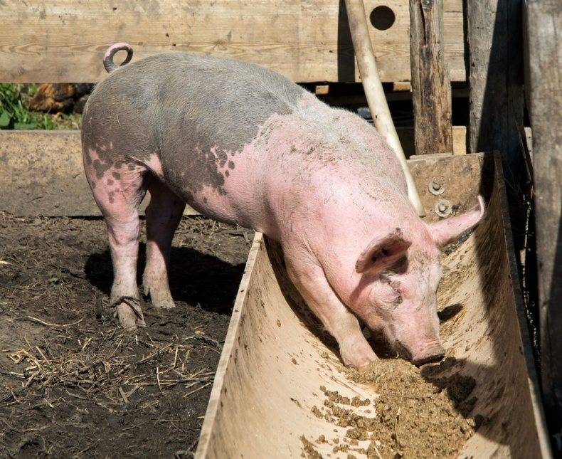 Кормление свиней | рацион поросят-сосунов