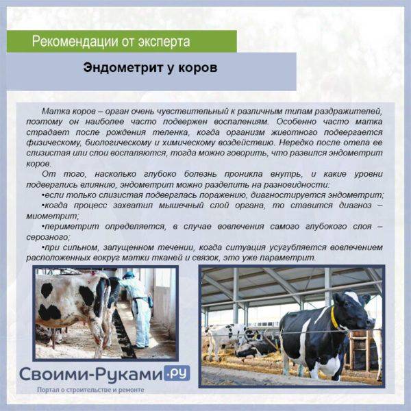 Лечение эндометритов у коров