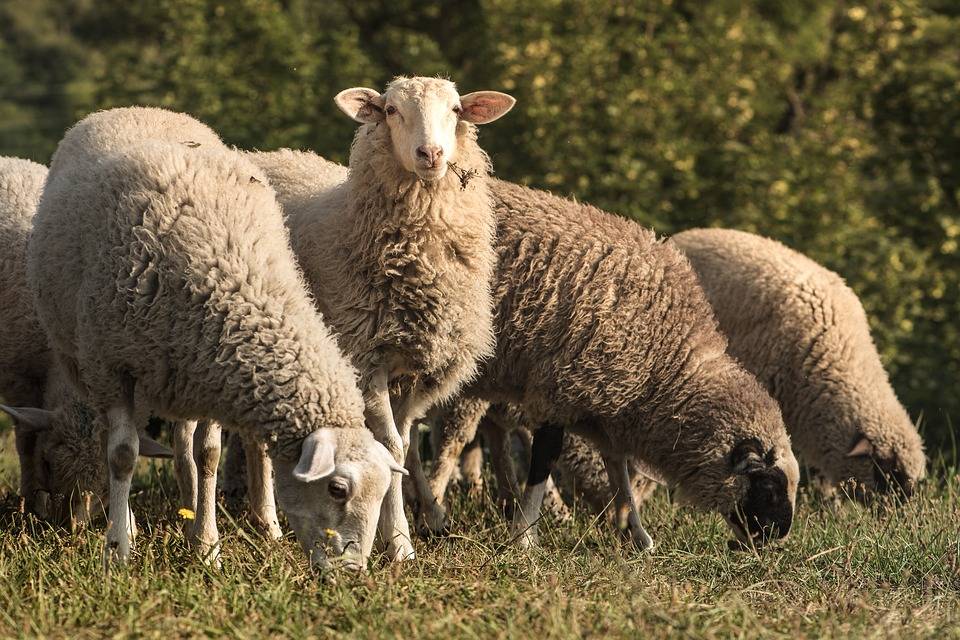 Бруцеллез овец – причины и симптомы, лечение 2021