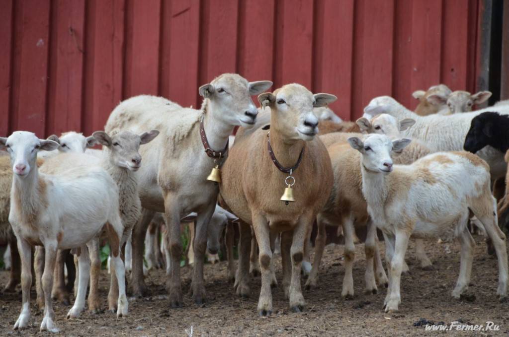 Катумские овцы-описание,продуктивность и способы разведения