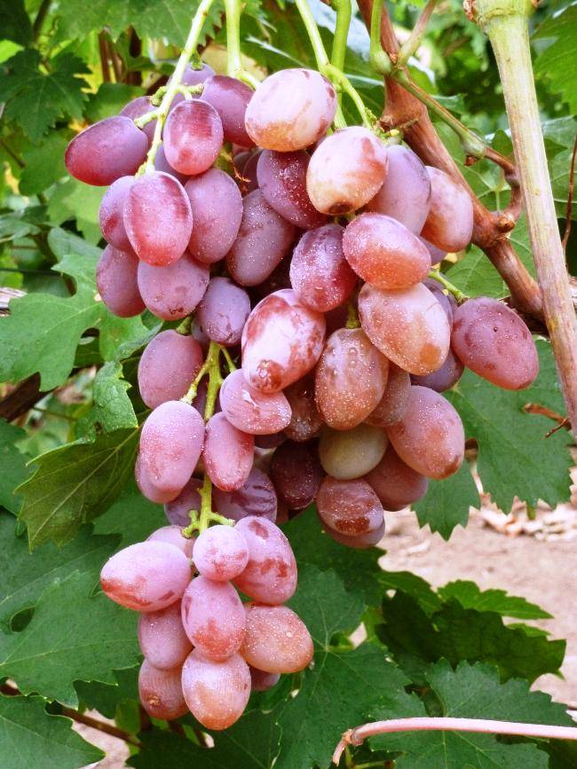 Обзор сорта винограда Юбилей Новочеркасска