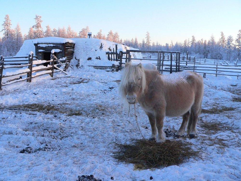 ᐉ якутская порода лошадей: описание и характеристика - zooon.ru
