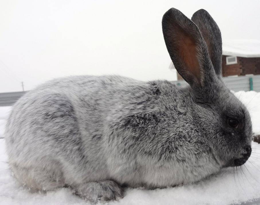 Породы кроликов: какие выглядят домашние кролы с фотографиями, самые неприхотливые виды россии, описание разновидностей