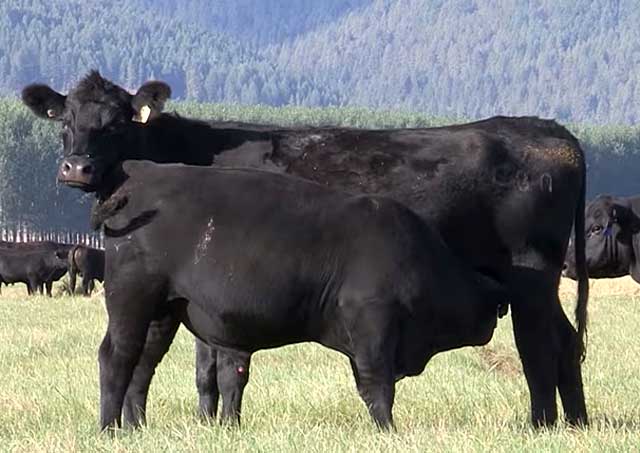 Характеристики продуктивности и достоинства Абердин-ангусской породы коров