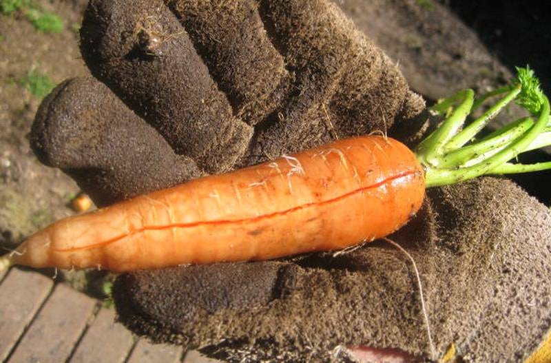 Почему морковь корявая: как вырастить стройную морковку | огородники