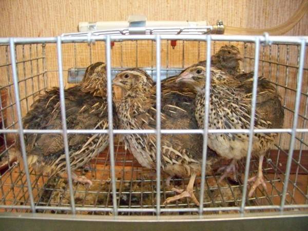 Собственная перепелиная ферма: заработки и убытки птичьего бизнеса