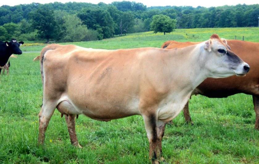 Джерсейская порода коров: история возникновения и характеристика, плюсы и минусы содержания