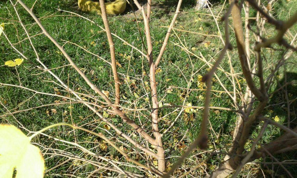 ᐉ ветки каких деревьев можно давать кроликам - godacha.ru