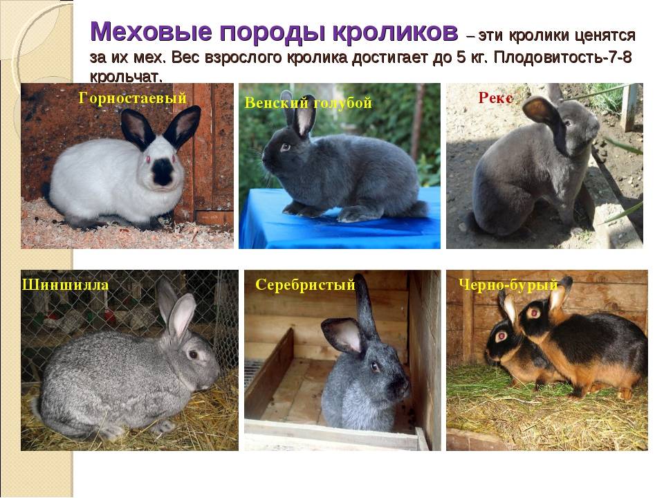 Названия и фото пород кроликов: декоративных, мясных и пуховых для домашнего разведения
