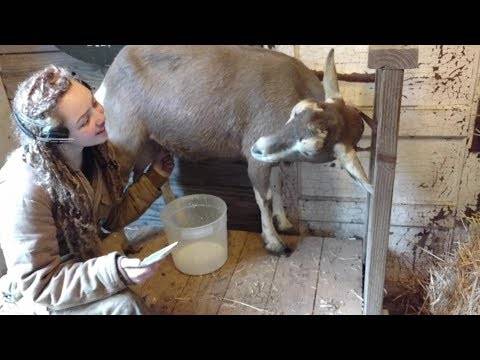 Доение козы своими руками и аппаратным методом: сколько раз в день следует доить после первого окота