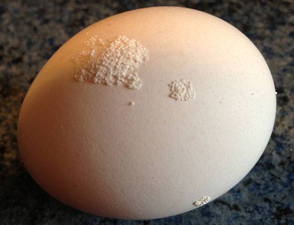 Почему куры несут яйца с тонкой скорлупой: что делать, чем подкормить, что дать для укрепления