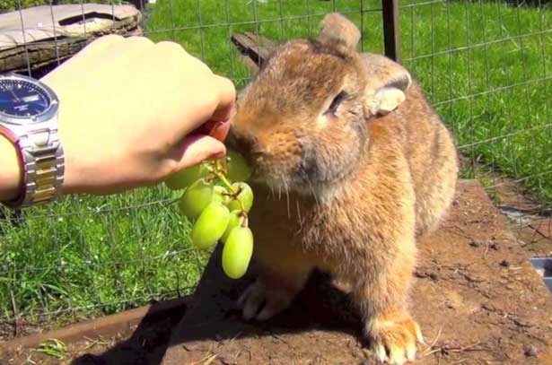 ✅ можно ли давать кроликам девичий виноград - усадьбанатали.рф