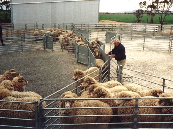 Свой бизнес на овцеводстве