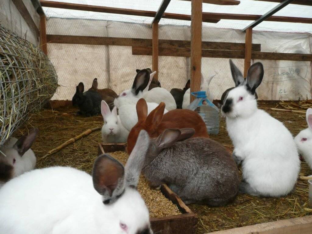 Как разводить кроликов на даче