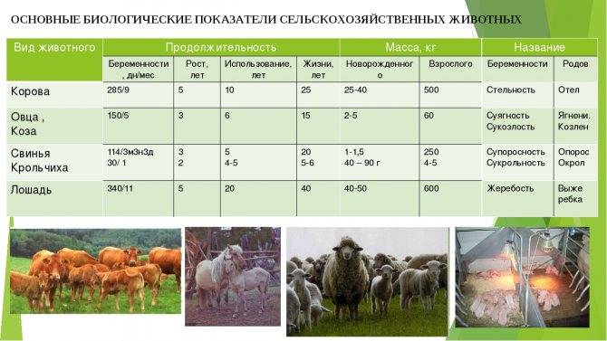 Самые высокоудойные молочные породы коз без запаха: основные показатели, фото и описание