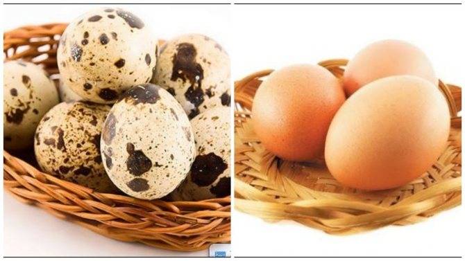 Всё о перепелиных яйцах: польза, вред, как нужно варить