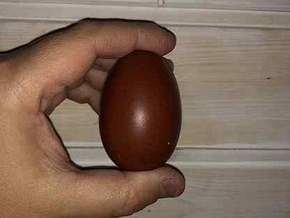 Куры маран — несушки с шоколадными яйцами
