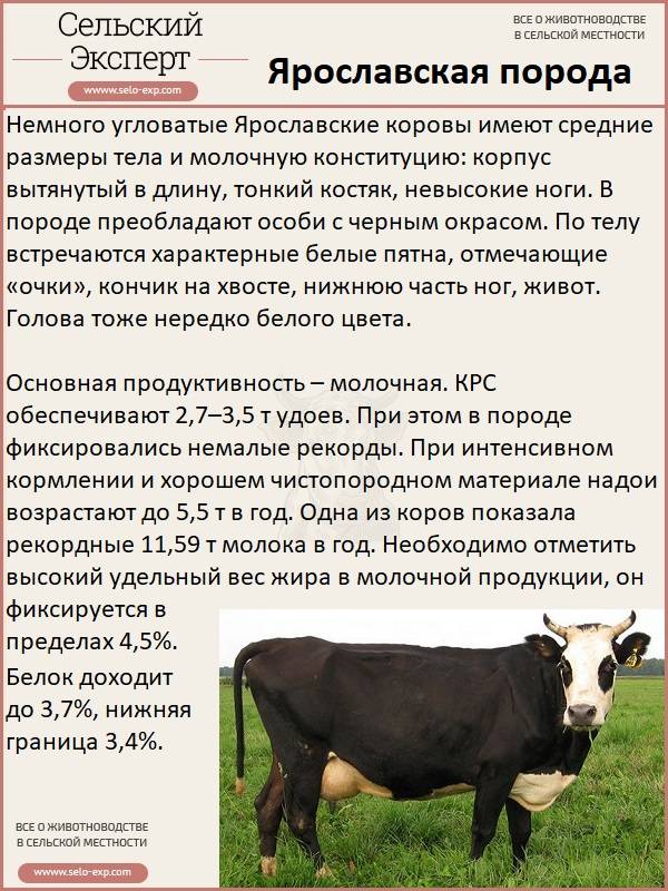 Основные характеристики и описания некоторых пород крупнорогатого скота