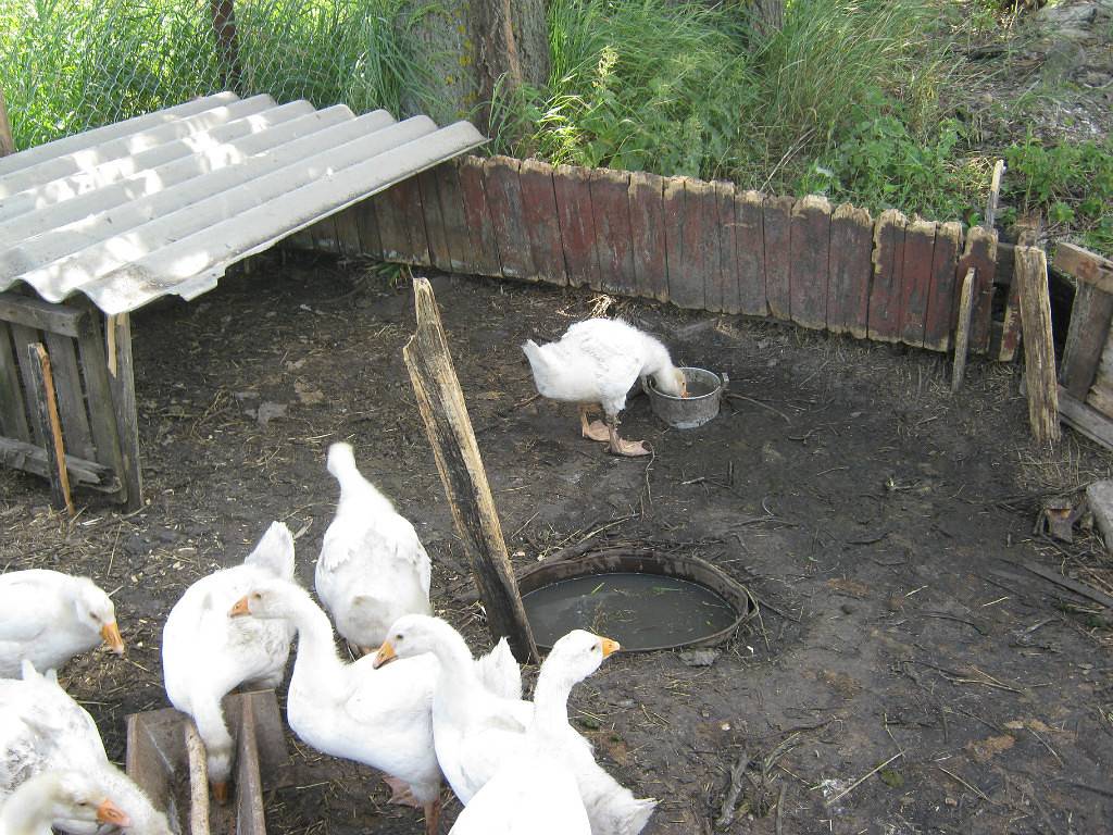 ᐉ как разводить гусей в домашних условиях: советы по содержанию - zooon.ru