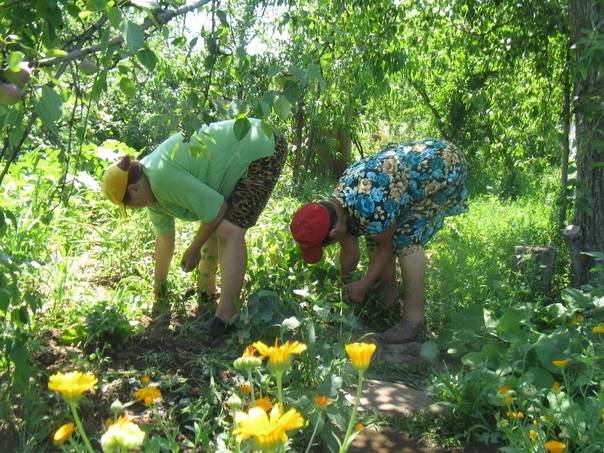 Работы в саду и огороде в июне. советы огородникам и садоводам по проведению работ