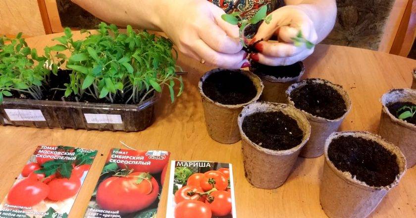 Способы и правила высадки рассады помидор в открытый грунт