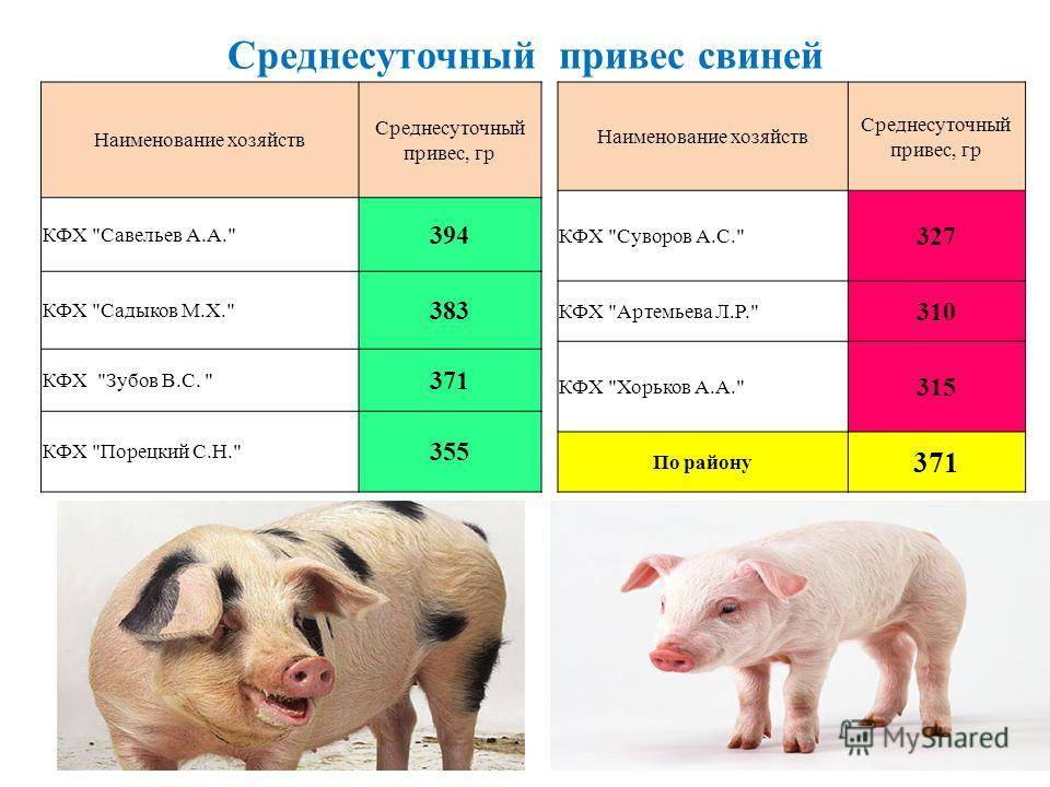 Как определить сколько весит свинья: контроль массы по месяцам