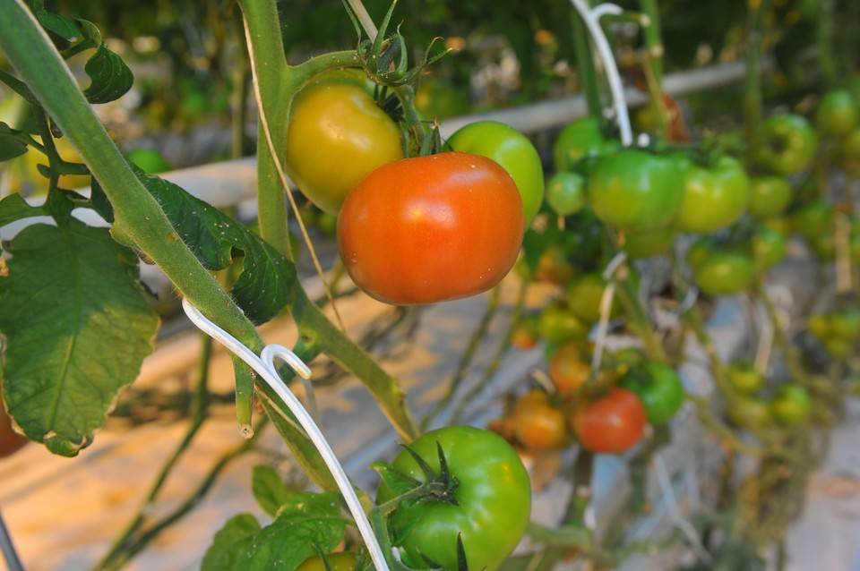 Как повысить урожай томатов - дизайн дачи и участка