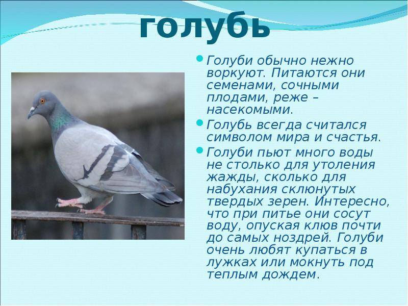 Голубь птица. образ жизни и среда обитания голубя | животный мир
